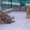 Bahawalpur Zoo
