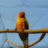 Bird Aviary 1