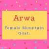 Arwa name Meaning Female Mountain Goat..