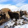 Pamir Valley Chitral 1