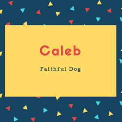 Caleb Name Meaning Faithful Dog