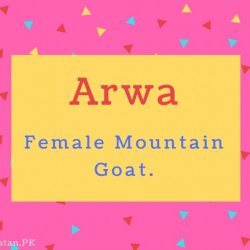 Arwa name Meaning Female Mountain Goat..
