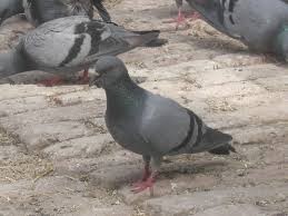 Feed the Pigeons