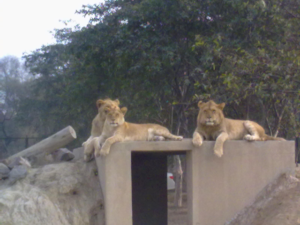 Lahore zoo pakistan