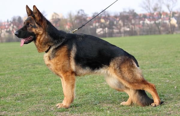10 Most Expensive Dog Breeds In Pakistan - German Shepherd
