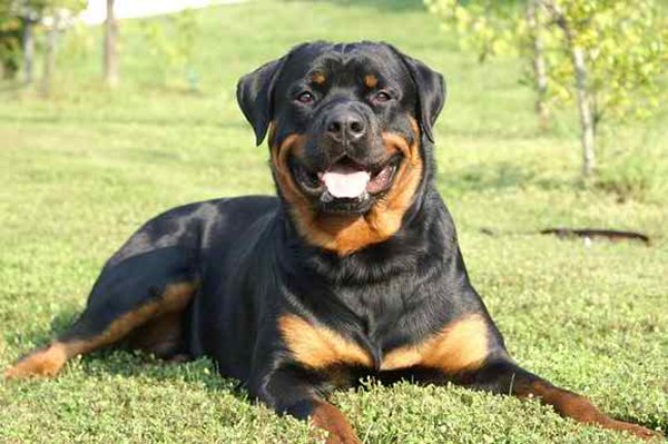 10 Most Expensive Dog Breeds In Pakistan - Rottweiler