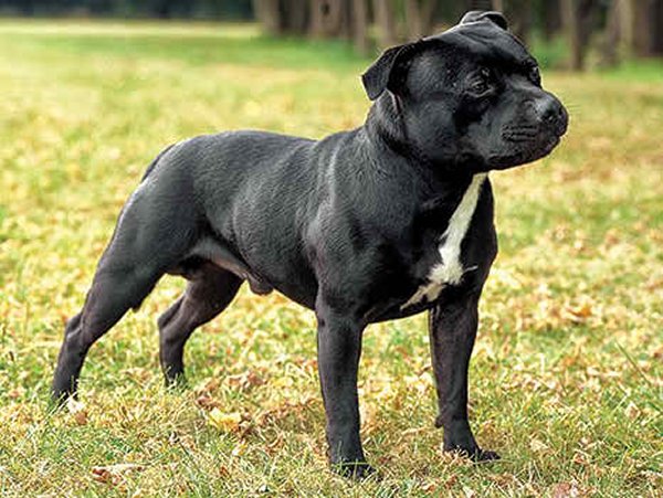 10 Most Expensive Dog Breeds In Pakistan - Staffordshire Bull Terrier