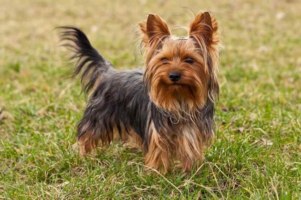 10 Most Expensive Dog Breeds In Pakistan - Yorkshire Terrier