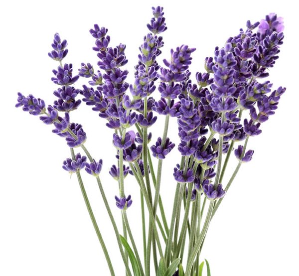 20-beautiful-flowers-ever-found-in-the-world-lavender