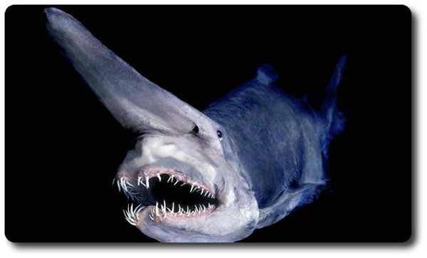 10-bizarre-animals-you-need-to-know-right-now-the-goblin-shark