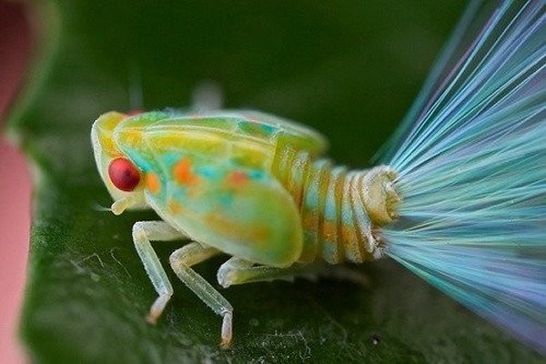 10-bizarre-animals-you-need-to-know-right-now-the-planthopper-nymph