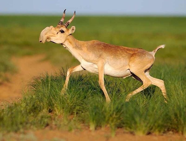 10-bizarre-animals-you-need-to-know-right-now-the-saiga-antelope