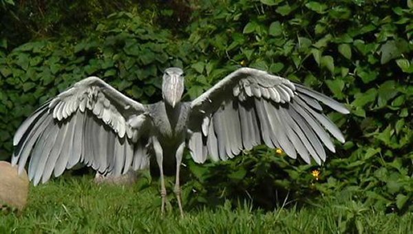 10-bizarre-animals-you-need-to-know-right-now-the-shoebill-bird