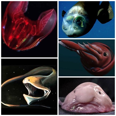 10 Beautiful Ocean Creatures In The World