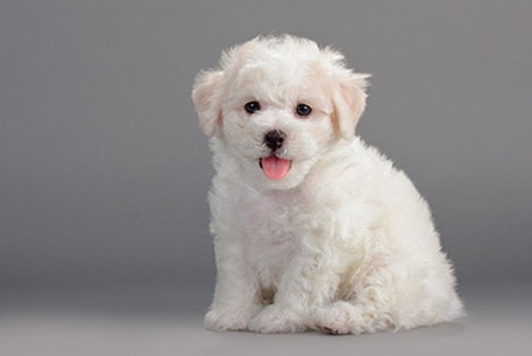 Top 10 Cutest Puppies In The World-Bichon Frisé