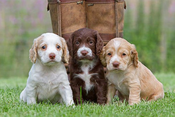 Top 10 Cutest Puppies In The World-English Cocker Spaniel