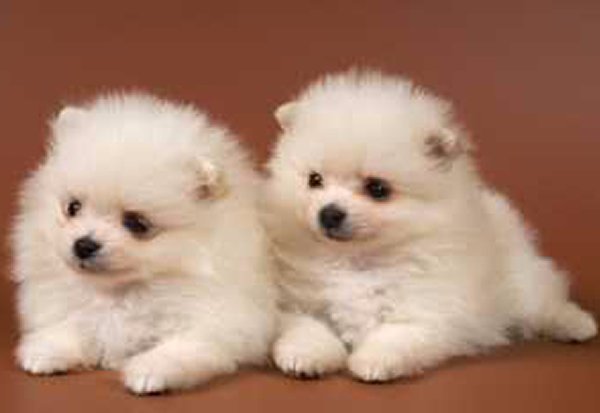 Top 10 Cutest Puppies In The World-Pomeranian
